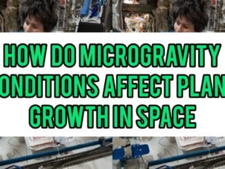 How Do Microgravity Conditions Affect Plant Growth In Space