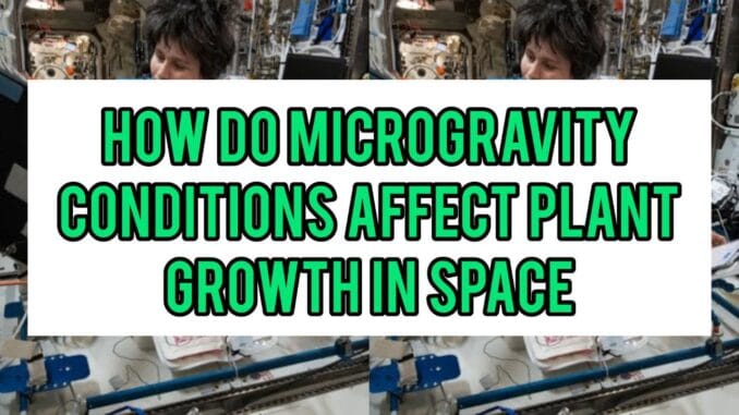 How Do Microgravity Conditions Affect Plant Growth In Space How Do Microgravity Conditions Affect Plant Growth In Space